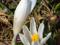Geschlossene und offene weiße Krokusblüte
